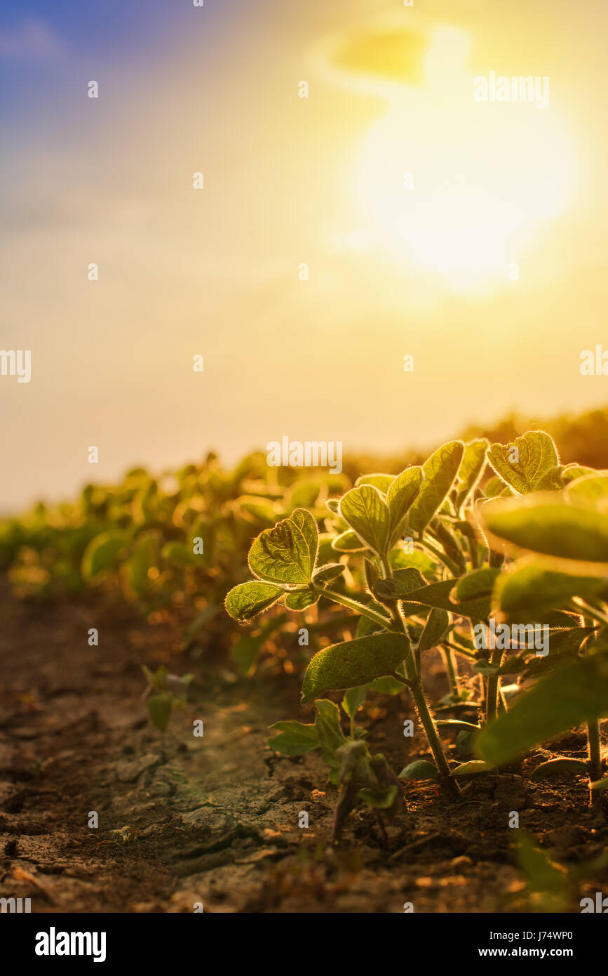 Soja-Plantage im Sonnenuntergang, wächst angebauten Nutzpflanzen in Feld Stockfoto