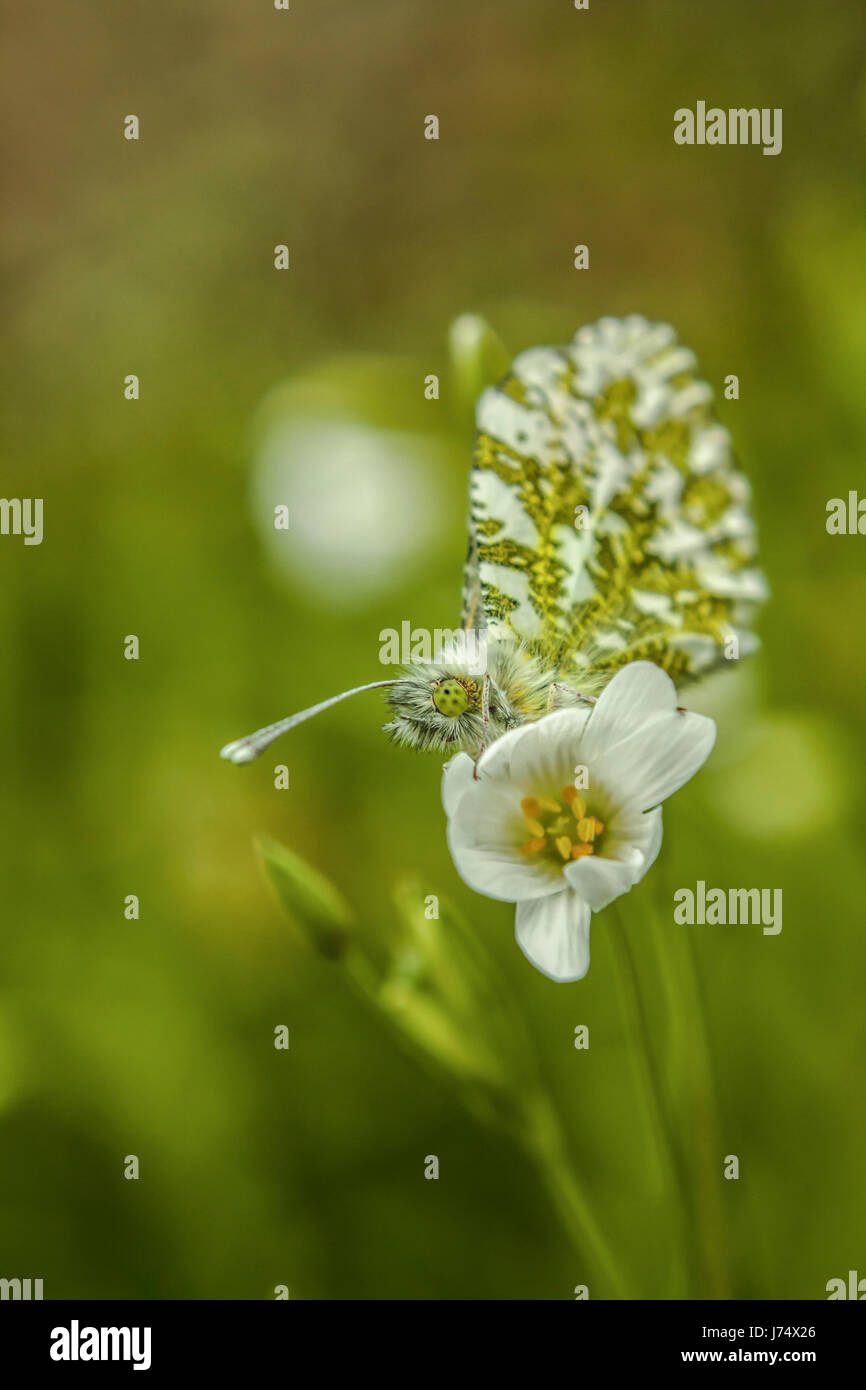 Perfekte Tarnung - habe ich fast nicht bemerkt diese schöne orange Spitze Schmetterling, ruhig sitzen auf größere Stitchwort. Stockfoto