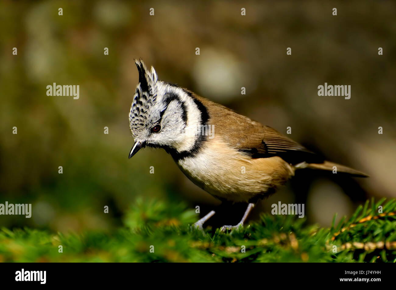 Baum Vogel Vögel Ast Meise Singvogel Bobolinks Spatz Baum Garten Vogel Stockfoto