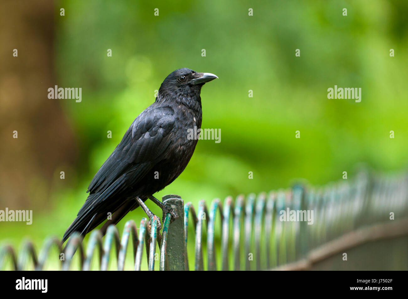 Schließen Sie schwarze dunkelhäutige kohlschwarze tief schwarzen Raben Rasen grüner Hintergrund Hintergrund Stockfoto