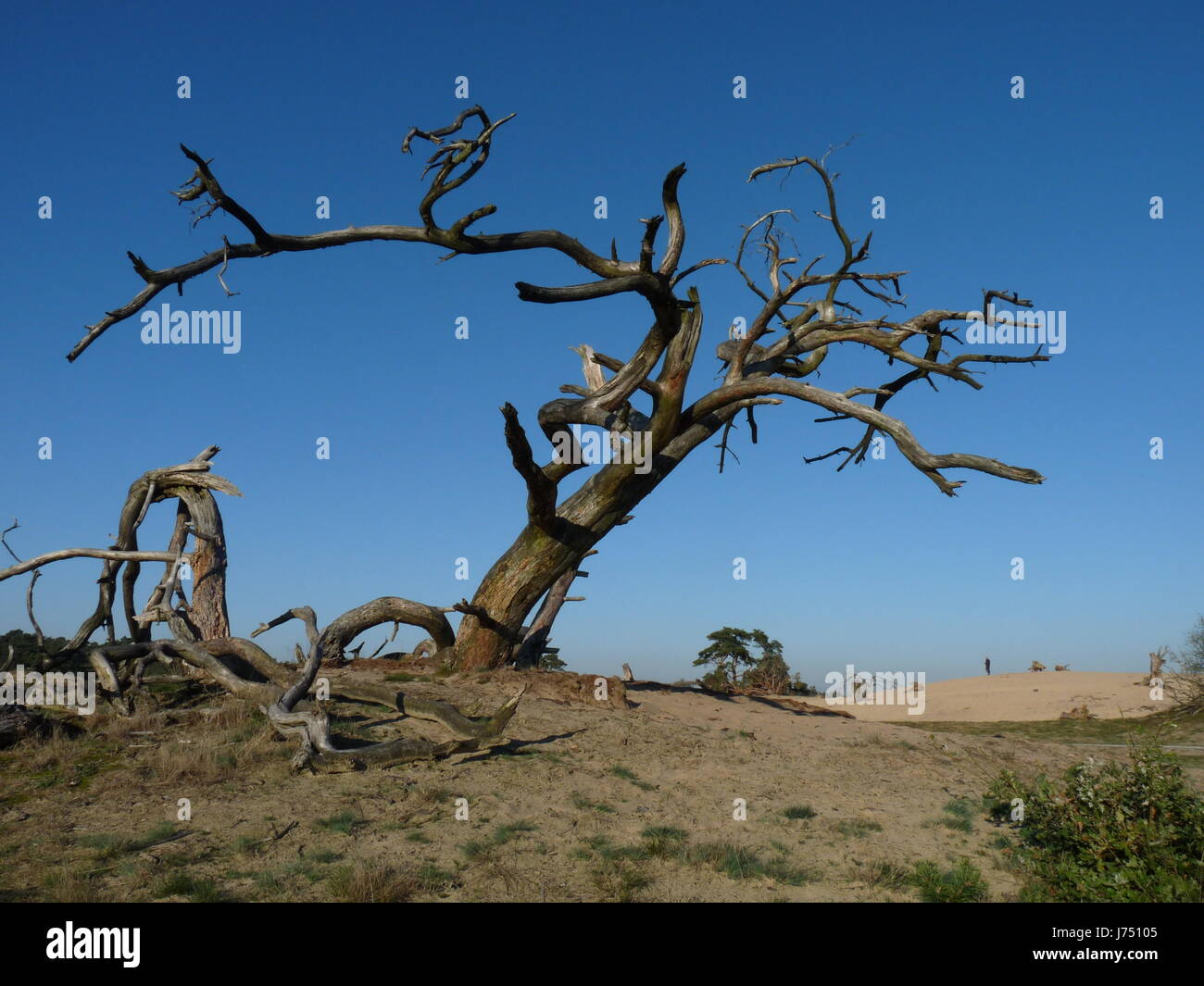 Baumstamm tot blauen Tod Baum Wüstenlandschaft Holz Boden Erde BODENHUMUS Stockfoto