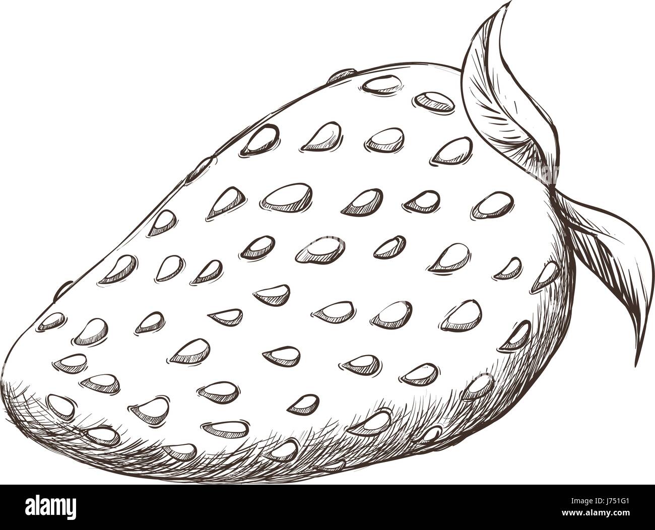 Erdbeere Frucht zeichnen Stock-Vektorgrafik - Alamy