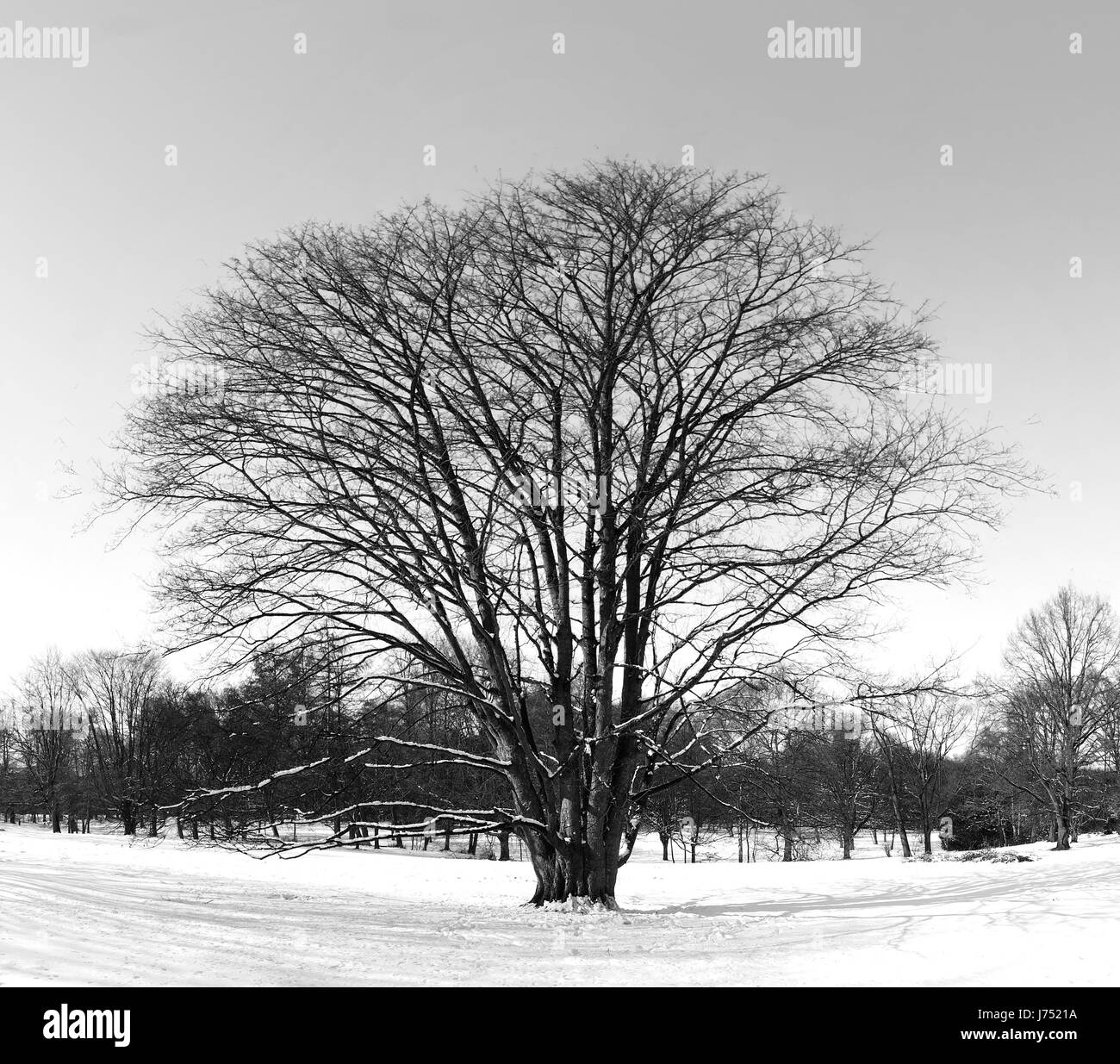 Baum-Majestät Stockfoto