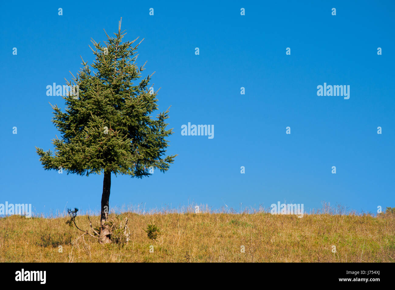 blaue einzelner Nadelbaum Schwarzwald Firmament ungetrübt Baden wolkenlosen Himmel Stockfoto