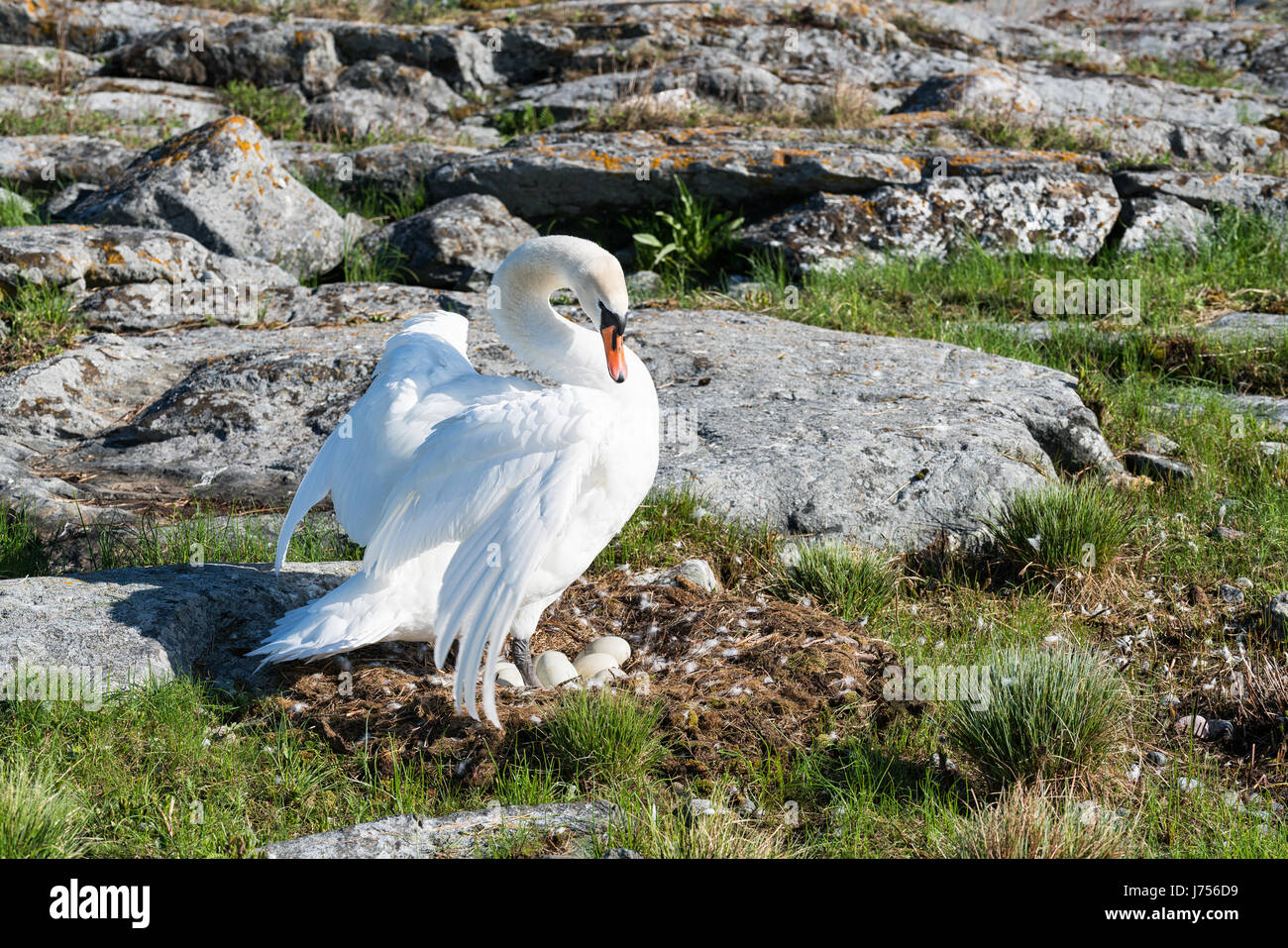 Nisten Höckerschwan auf Kutuhället Island, Sipoo, Finnland, Europa, EU Stockfoto Nisten Höckerschwan auf Kutuhället Island, Sipoo, Finnland, Europa, EU Stockfoto