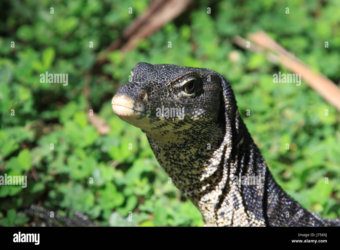 Saurier Tier Reptil grüne Asien Eidechse asiatischen Reptilien tropischen freien Kälte Stockfoto