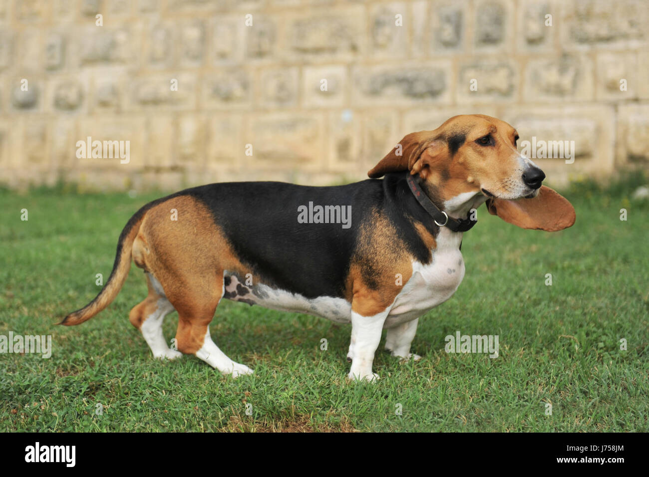 Hund Hund Basset weibliche Garten Tier Haustier Säugetier Hund ein Hund Hunde reinrassig Stockfoto