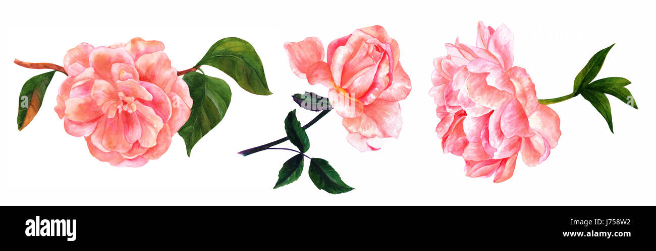 Rosa Aquarell Blumen Stockfotos Und Bilder Kaufen Alamy