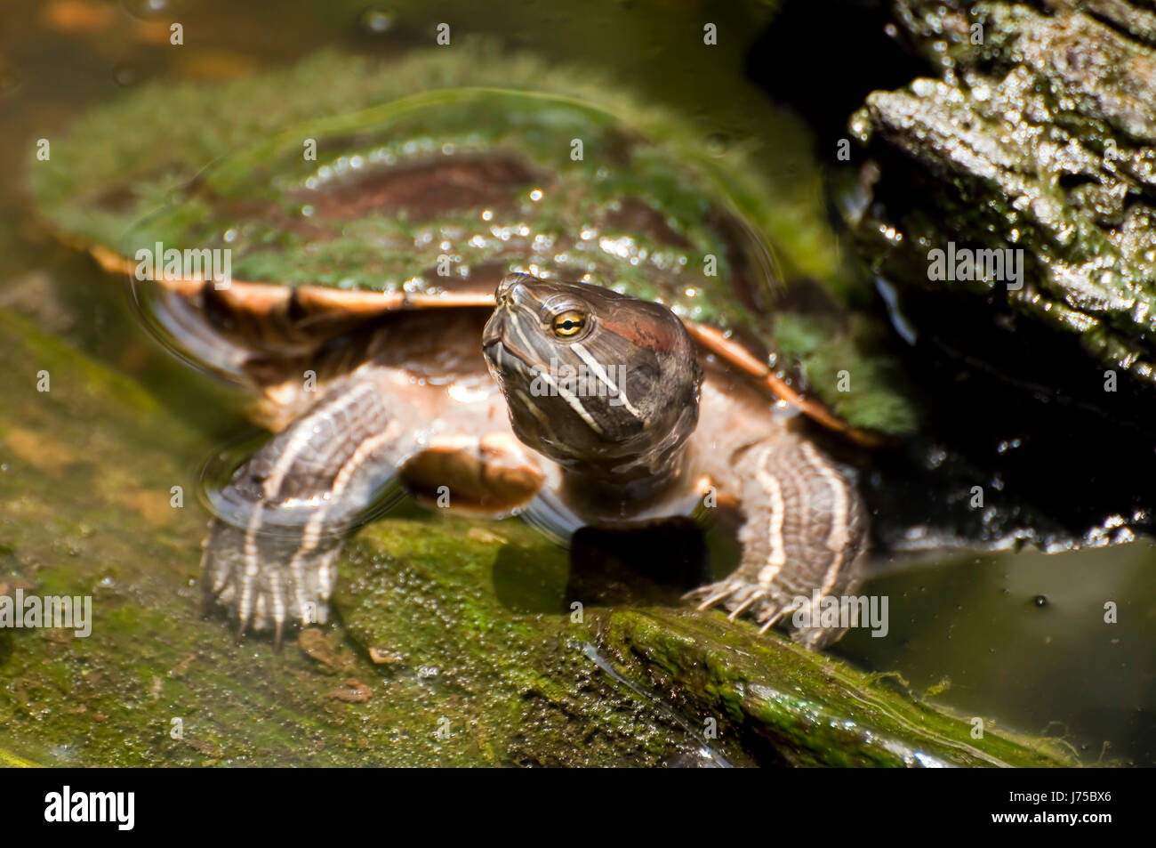 tierische wilde Tierwelt tropischen Schildkröten aquatischer Natur Schildkröte Tier Wasserfauna Stockfoto