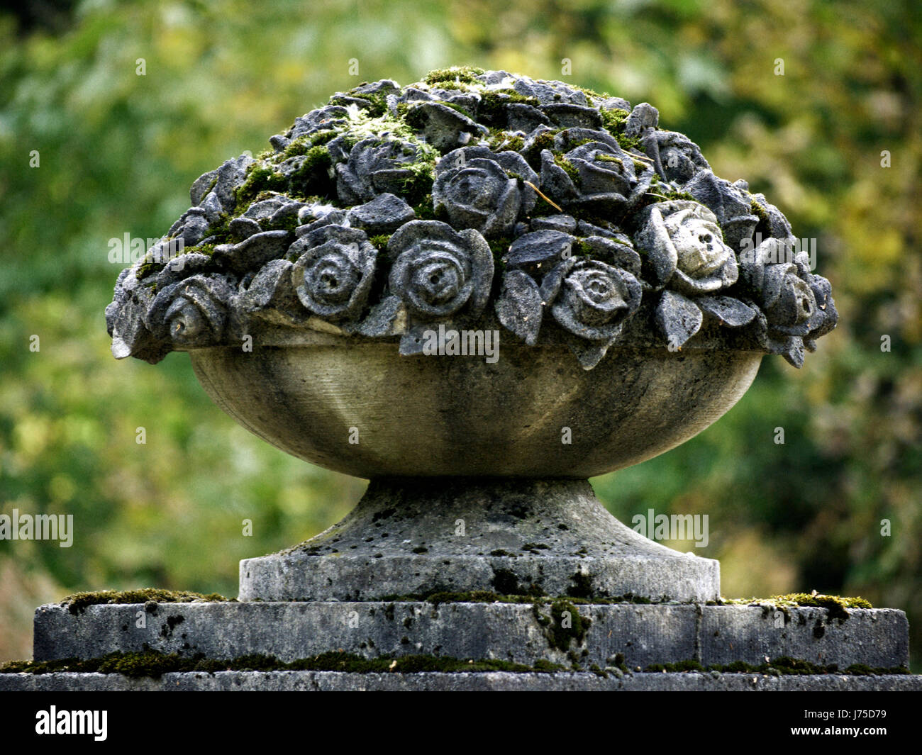 Blume rose Schiff Moos Behälter Schüssel Objekt religiöser Blume rose Pflanze Stockfoto