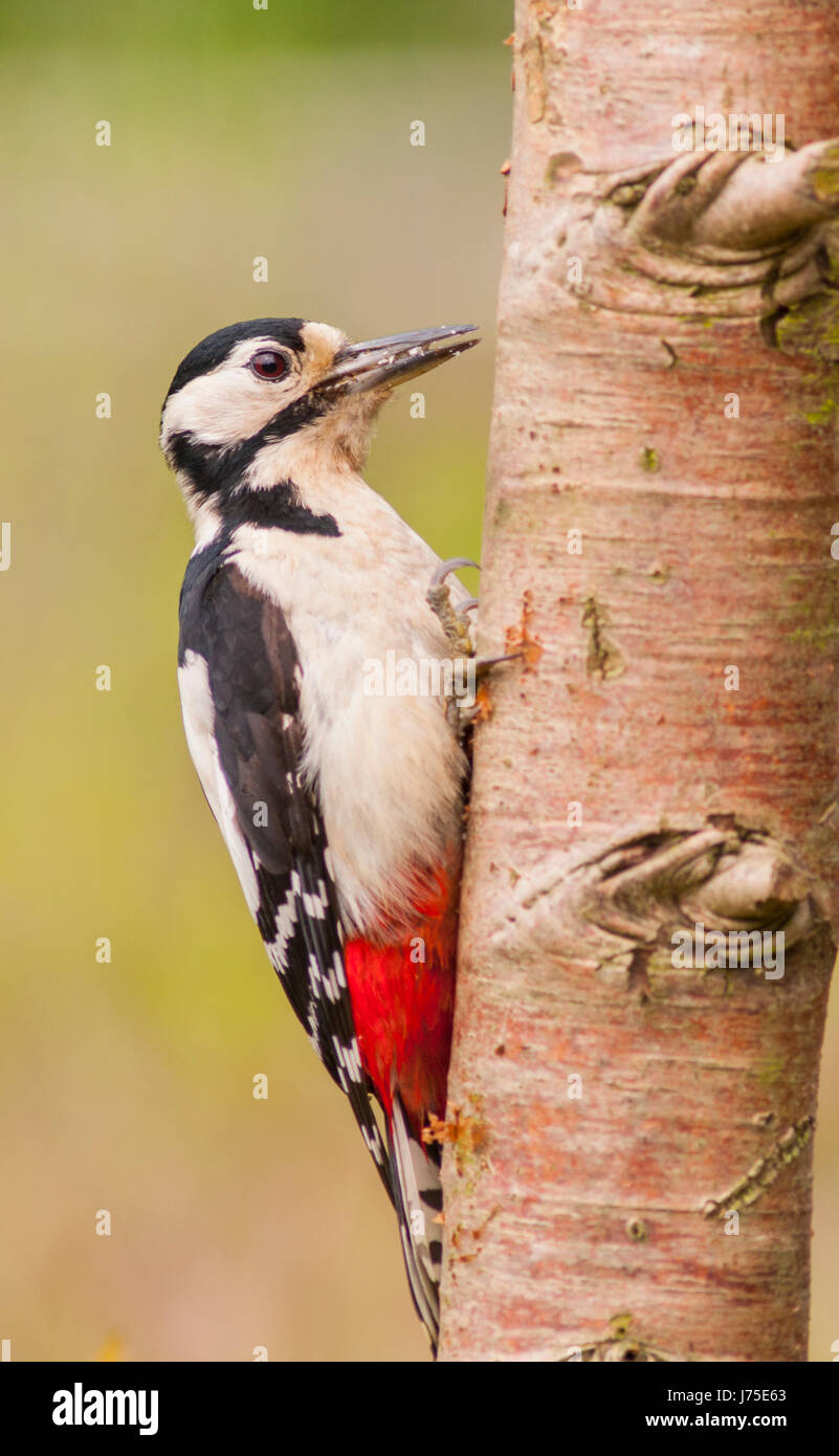 Ein Buntspecht (Dendrocopos großen) auf einem Baum im Vereinigten Königreich Stockfoto