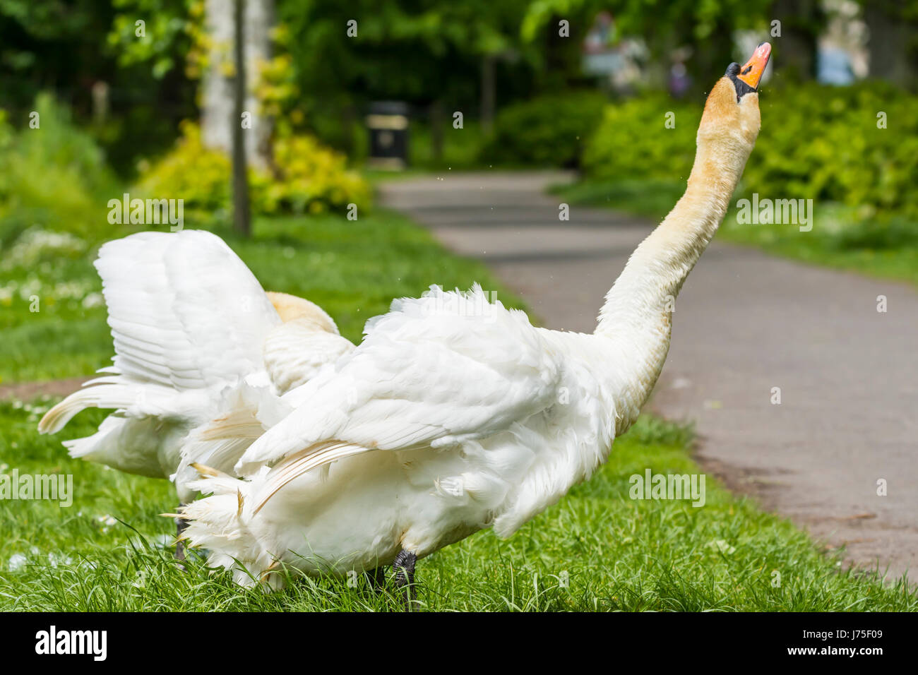 Schwan. Weiße Höckerschwan Erwachsener (Cygnus Olor), Strecken den Hals in der Luft im späten Frühjahr im Vereinigten Königreich. Stockfoto