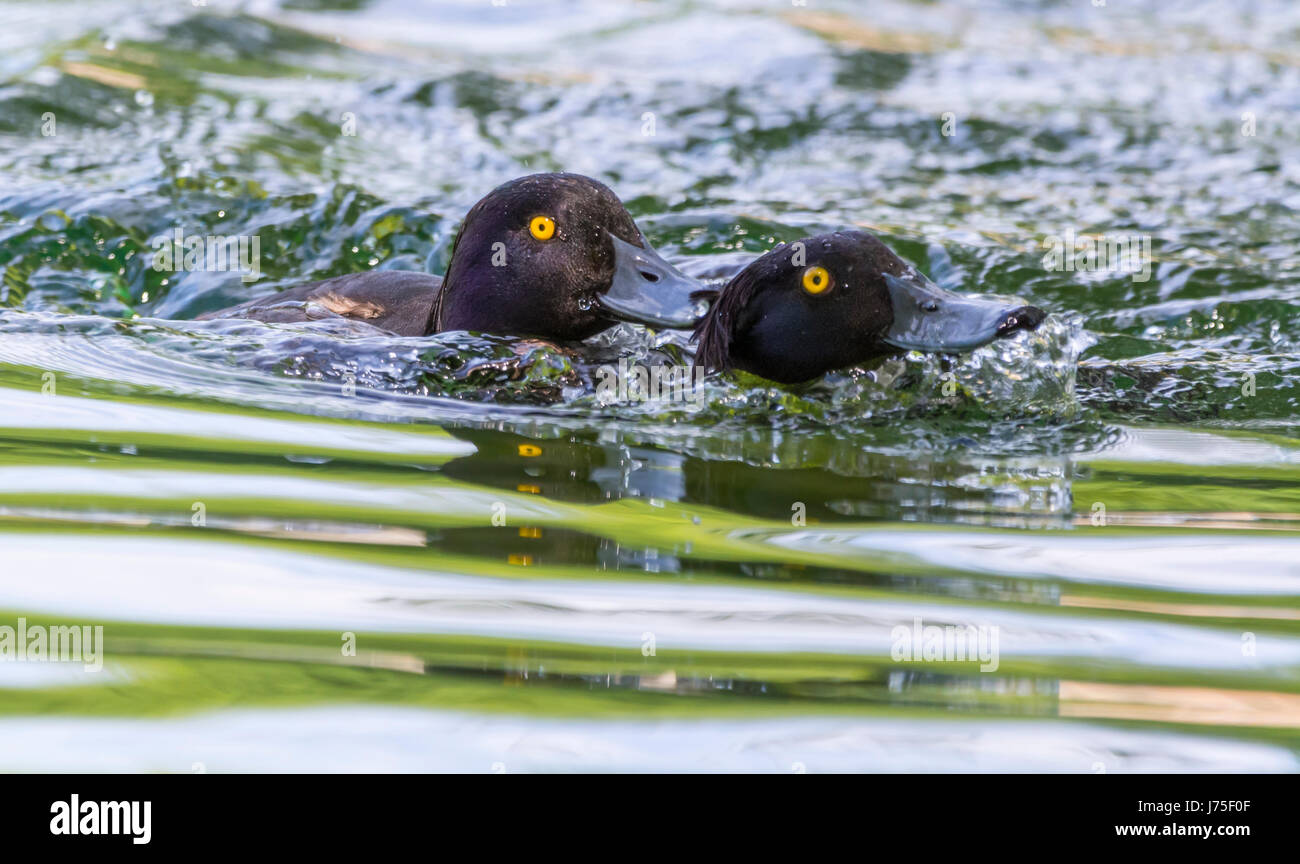 Paar getuftete Enten (Aythya fuligula) im Wasser kämpfen und jagen einander im Frühjahr in West Sussex, UK. Stockfoto