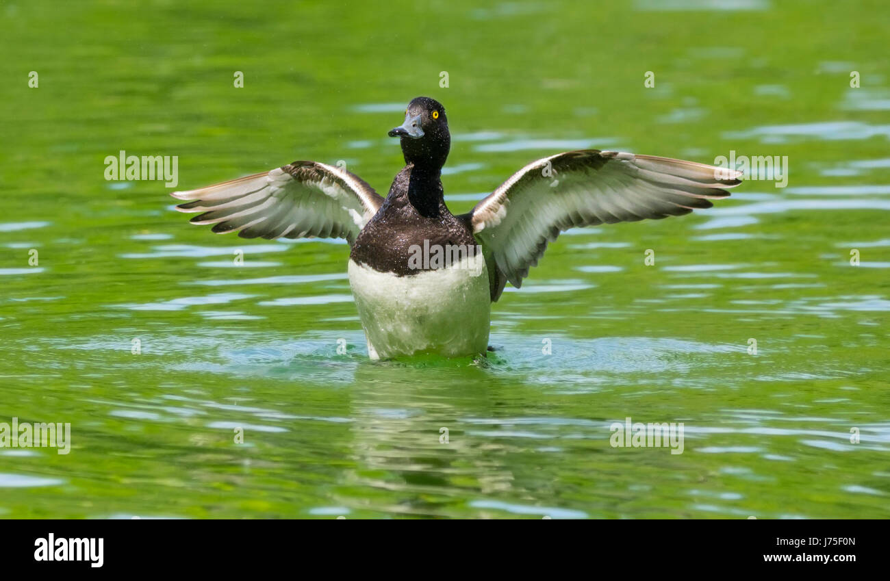 Reiherente (Aythya fuligula) aus dem Wasser streckte seine Flügel in einem See im Frühling in West Sussex, England, UK. Stockfoto