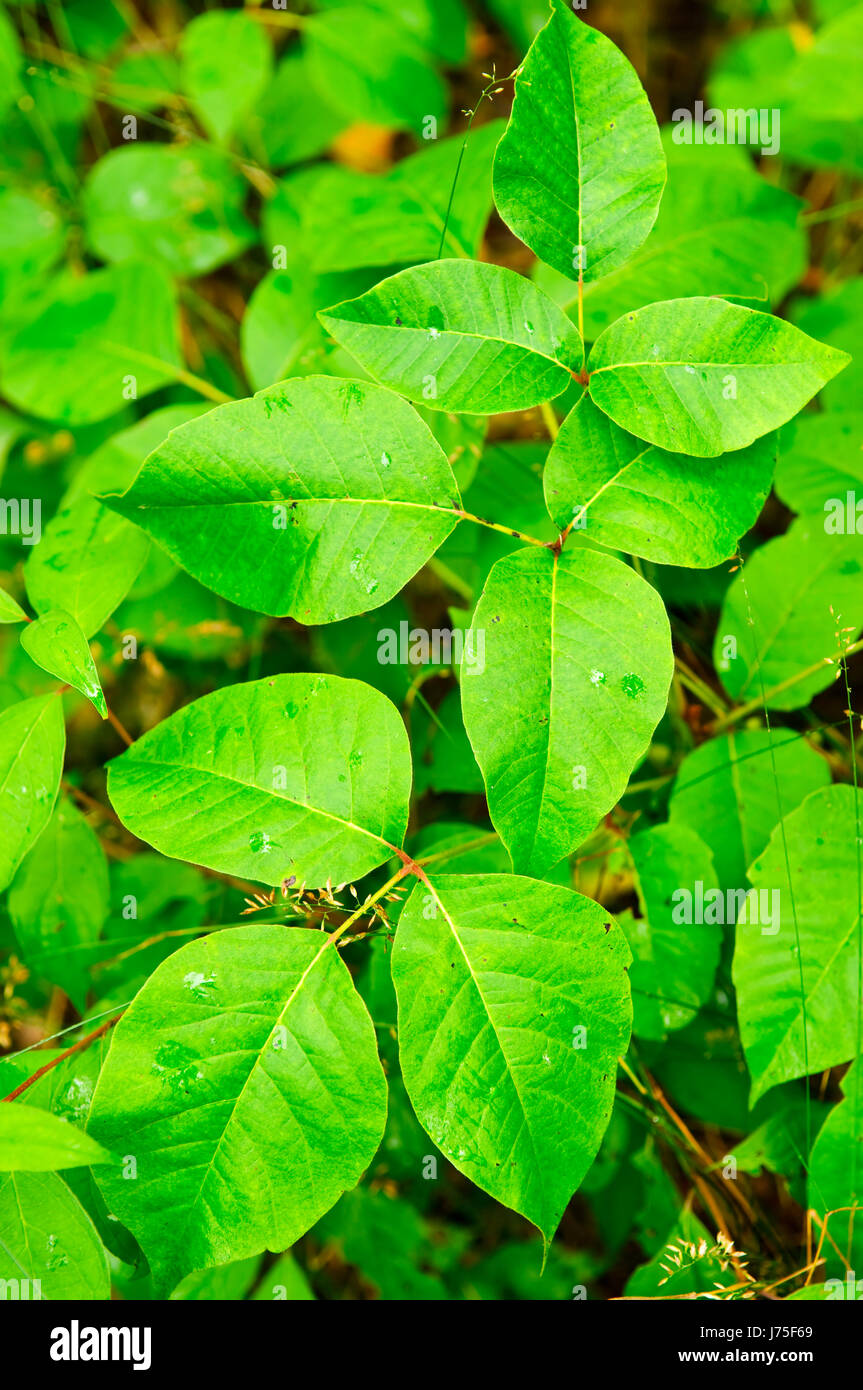 Bltter vergiften Pflanzen Efeu Laub giftige giftige Pflanze enge Blatt  detail Stockfotografie - Alamy
