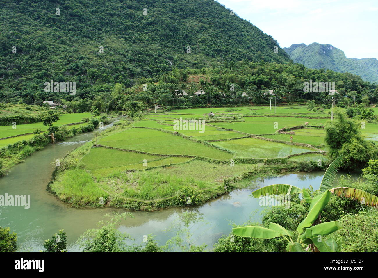 Asien-Tal Viet Nam Vietnam Reisfeld Gemeinschaft Dorf Marktstadt Reis Stockfoto