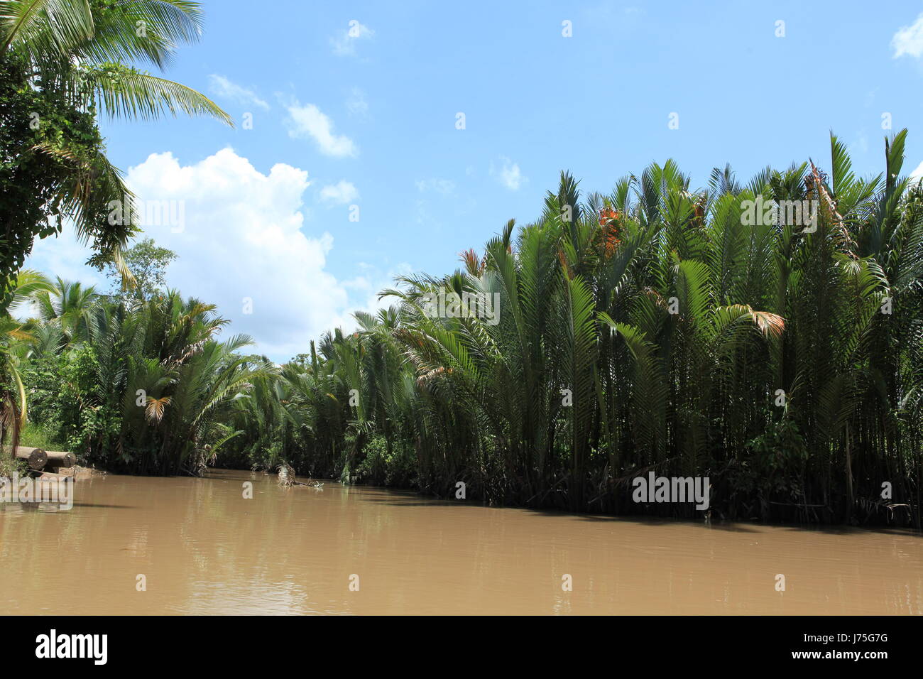 Kanal Palmen Viet Nam Vietnam Palmen Fluss Wasser Reiseumfeld Stockfoto