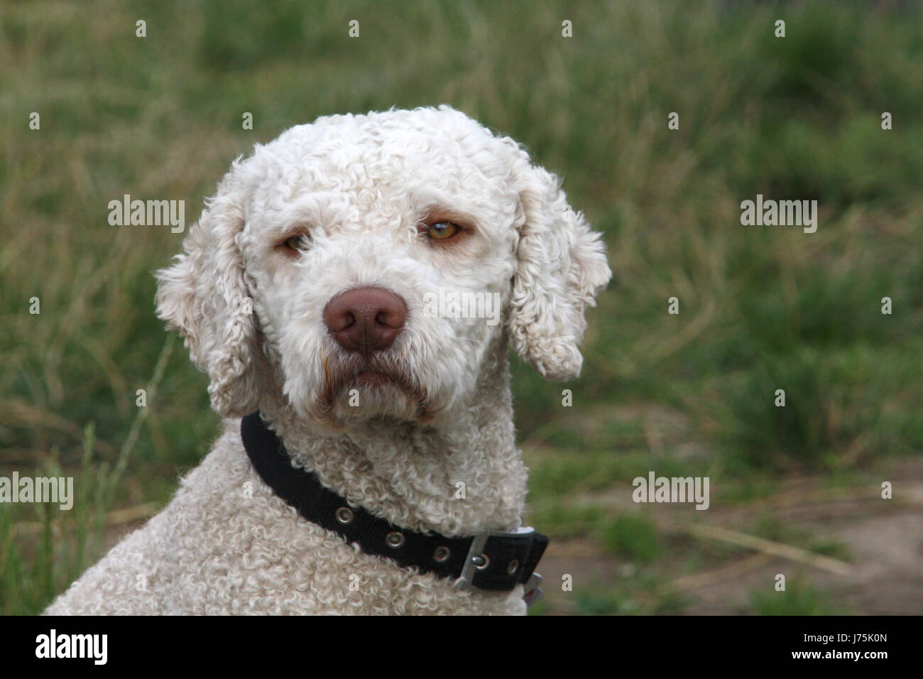 Hund Tier Haustier Saugetier Vierbeinigen Leer Europaischen Kaukasischen Hund Pedigree Hund Hund Stockfotografie Alamy