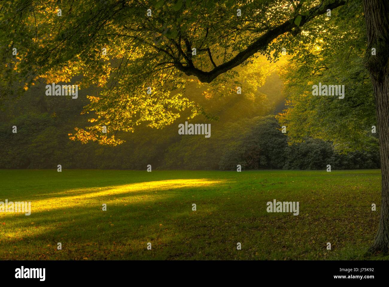 Park Nebel Niederlassung Hamburg Hamburg Stadt Sonnenstrahl fallen Herbst Baum Bäume Nebel Parken Stockfoto