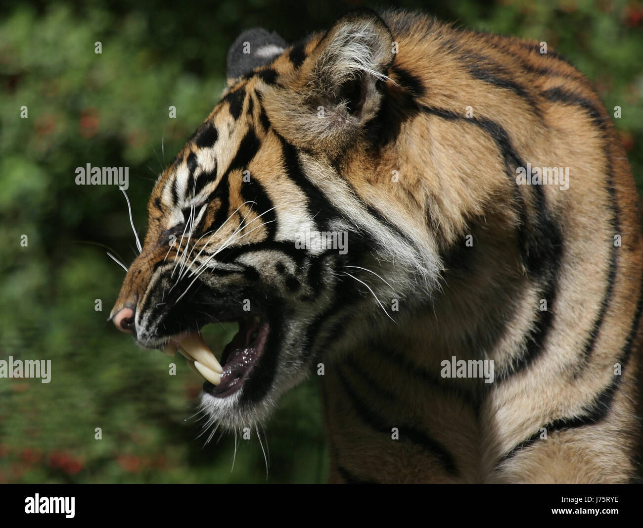 Makro Nahaufnahme Makro Aufnahme hautnah Ansicht Säugetier Zähne Bit große Katze Katzen Stockfoto