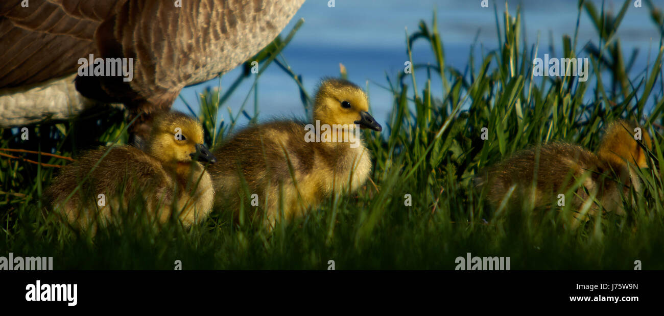 Canada Goose Gänsel, süß und flauschig Stockfoto