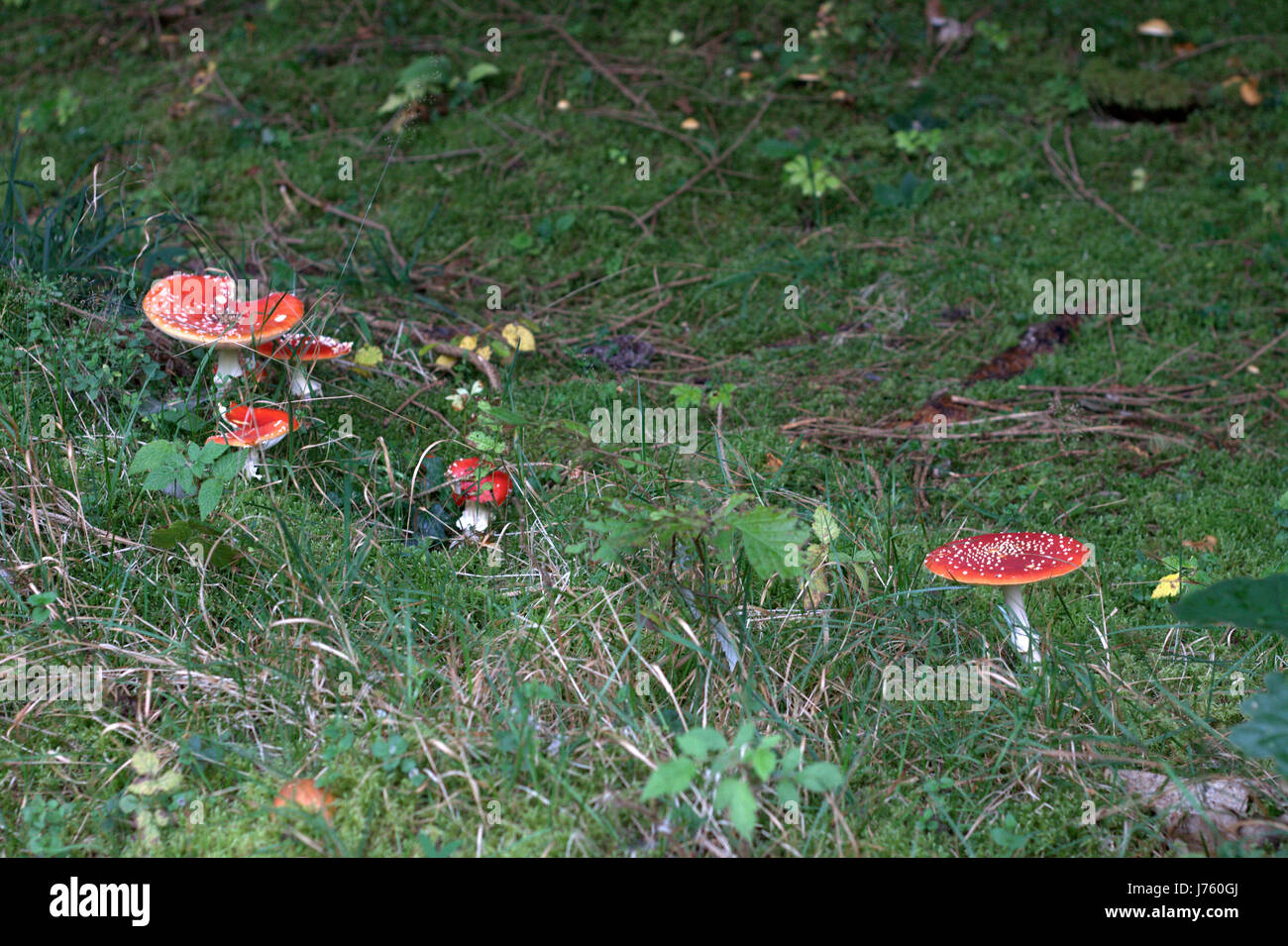 Fliegenpilz 2 Stockfoto