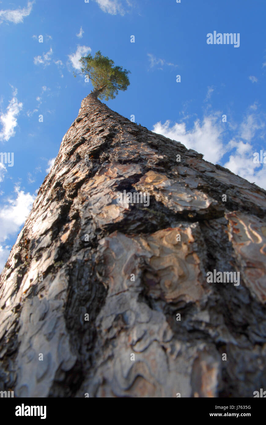 Baum Kiefer Tanne Nadelbaum Waldsterben Entwaldung Firmament Himmel Wald Baum Kiefer Stockfoto