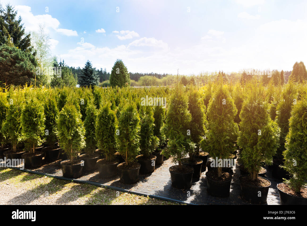Thuja-Bäume am Gärtnerei Stockfoto
