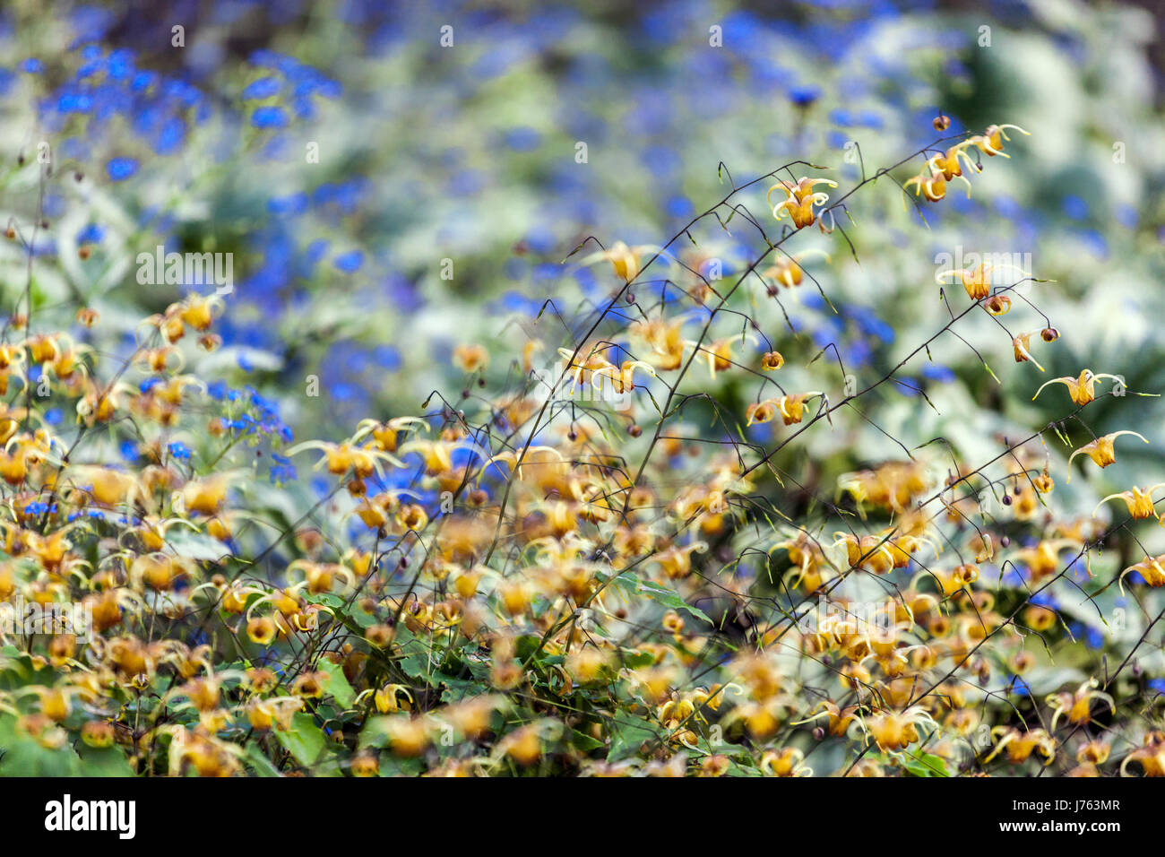 Epimedium 'Amber Queen' Brunnera macrophylla 'Dawson's White' Stockfoto