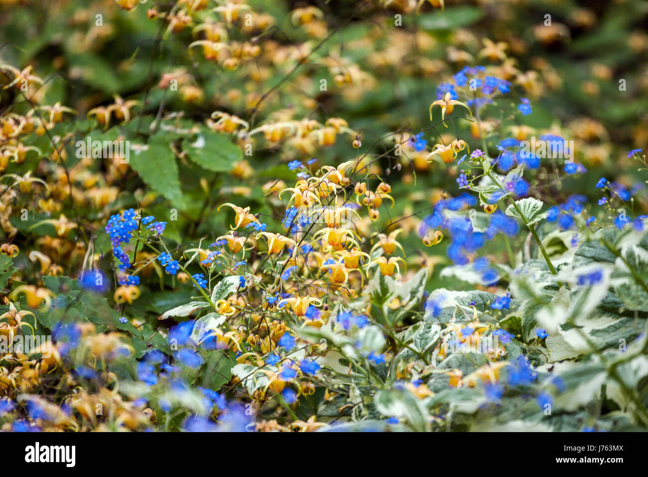 Barrenwort Epimedium 'Amber Queen' und 'Dawson's Brunnera macrophylla Weiß' Stockfoto