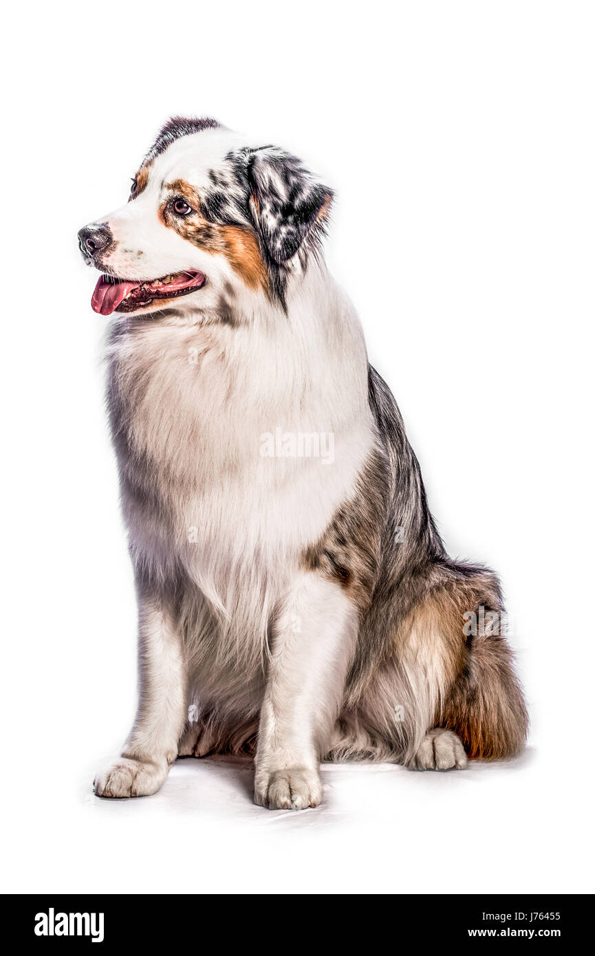 Australian Shepard Stockfoto