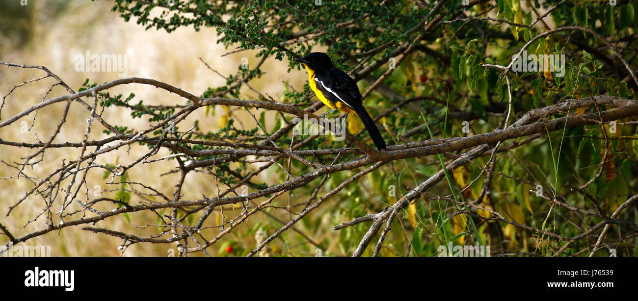 Seltene Sichtung des gelben Morph von Crimson Breasted Shrike Stockfoto