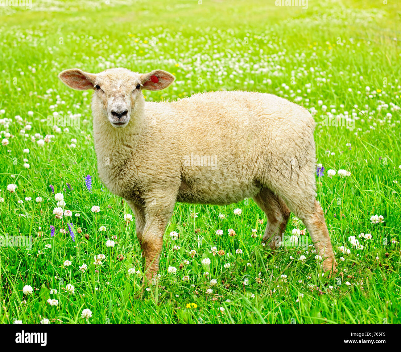 Schafe zum Verrücktwerden lustig pert kokett niedliche Junge jüngere Wiese Rasen grün Lamm Stockfoto