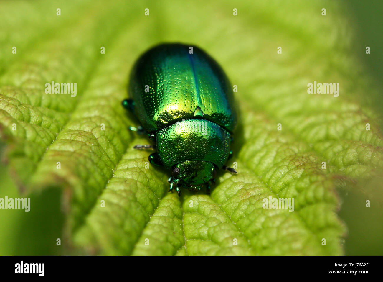 Makro Nahaufnahme Makro Aufnahme hautnah Ansicht grüner Käfer Brillanz Glitzer Stockfoto