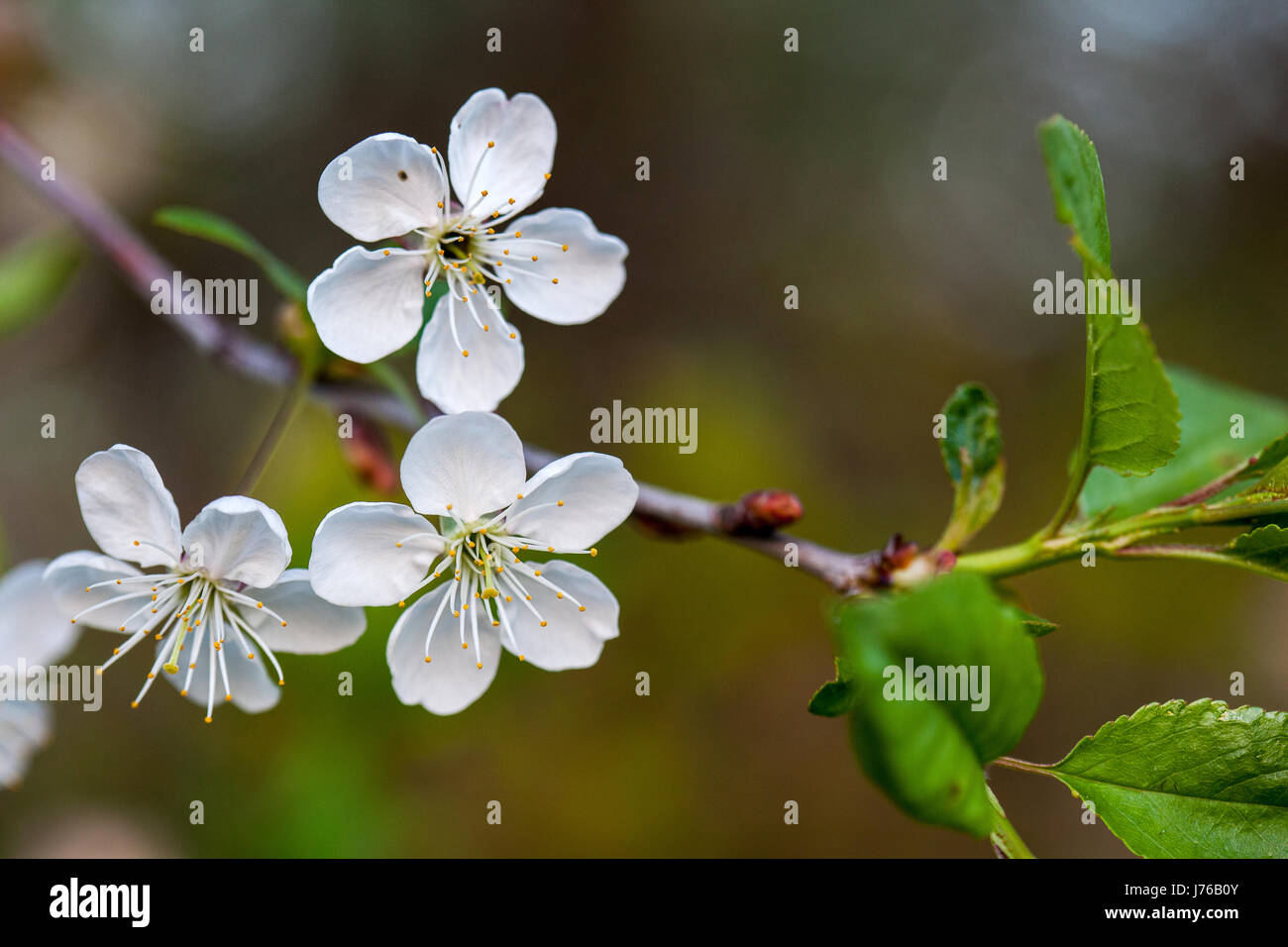 Kirsche, weiße Blüten auf einem Ast. Blütezeit. Selektiven Fokus Stockfoto