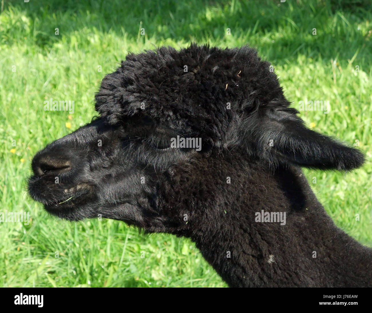schwarze dunkelhäutige kohlschwarze tiefschwarze weiche Kamelwolle Bauernhof Tier Alpaka Kopf Stockfoto schwarze dunkelhäutige kohlschwarze tiefschwarze weiche Kamelwolle Bauernhof Tier Alpaka Kopf Stockfoto