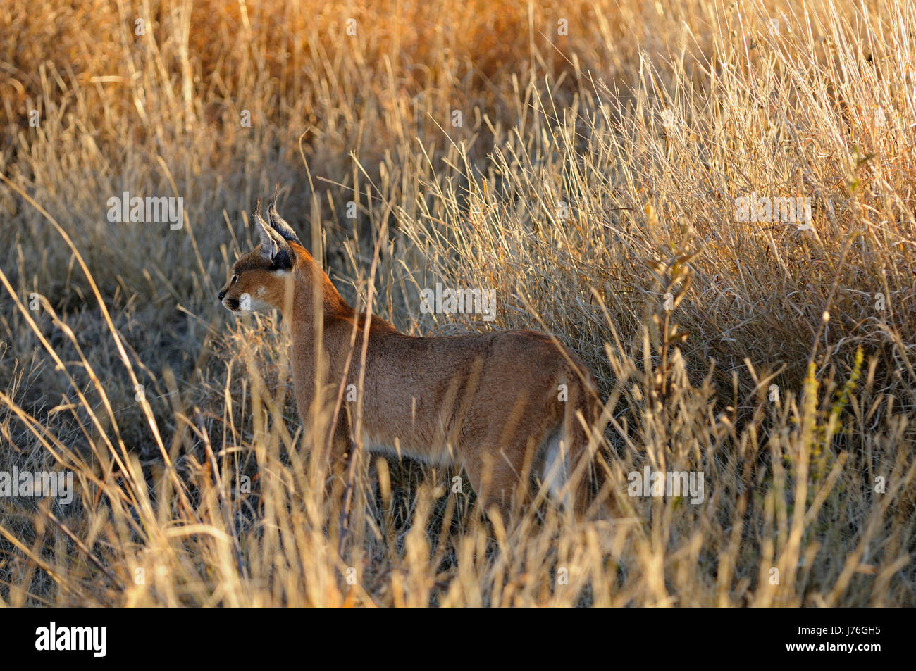 Südafrika-Reservat geschützt geschützte Tier Säugetier Fauna Nationalpark wild Stockfoto