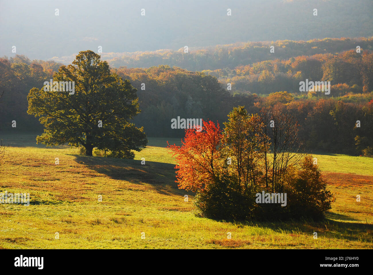 Baum Blätter Busch Jahreszeiten Farbe Wiese Farben Farben Herbst Herbst Baum Bäume Stockfoto