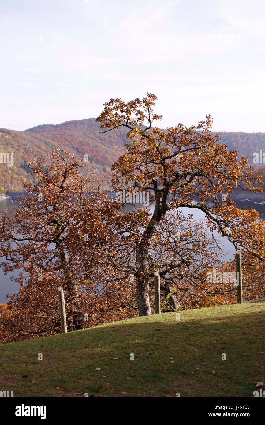 Blatt Baum Laubbaum Wald Blätter Blätter fallen im Herbst zu Fuß gehen gehen Stockfoto