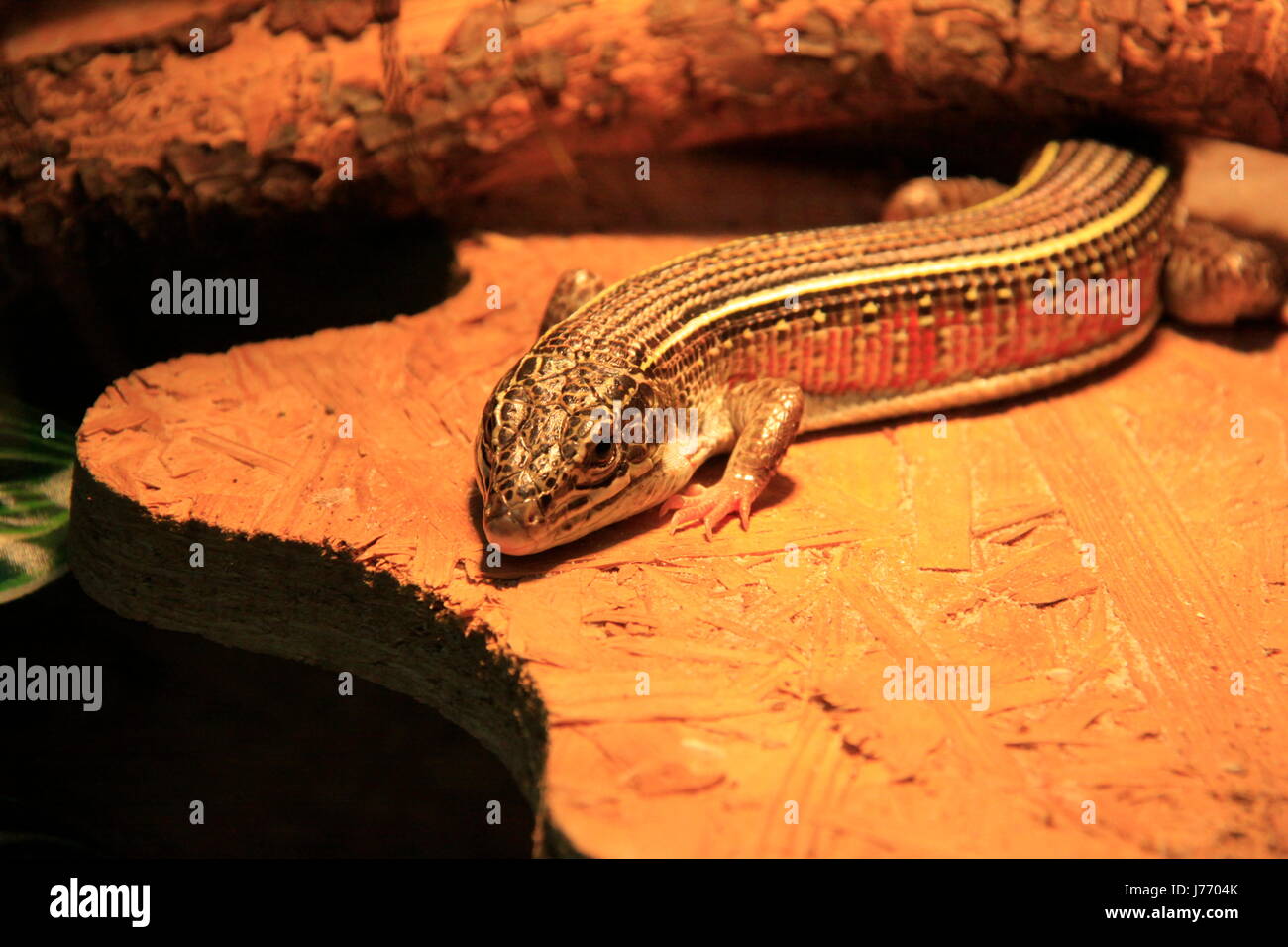 Saurier Leguan braun bräunlich Brünette Leguan Schweif Klaue Leguane Bein grau grau Stockfoto