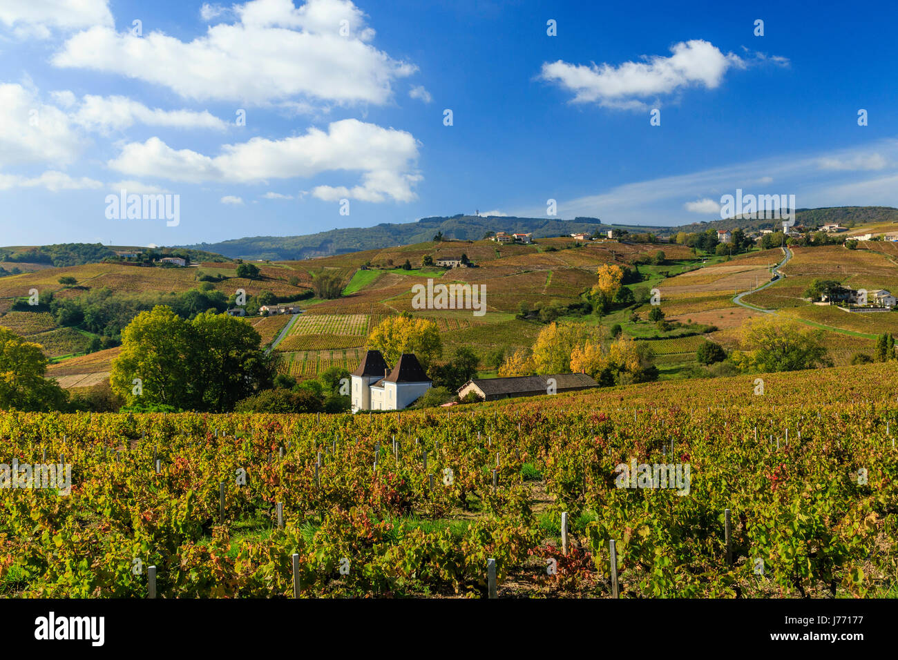 Frankreich, Rhone, Beaujolais, Chiroubles, die Weinberge im Herbst und Dach des Schlosses Raousset Stockfoto