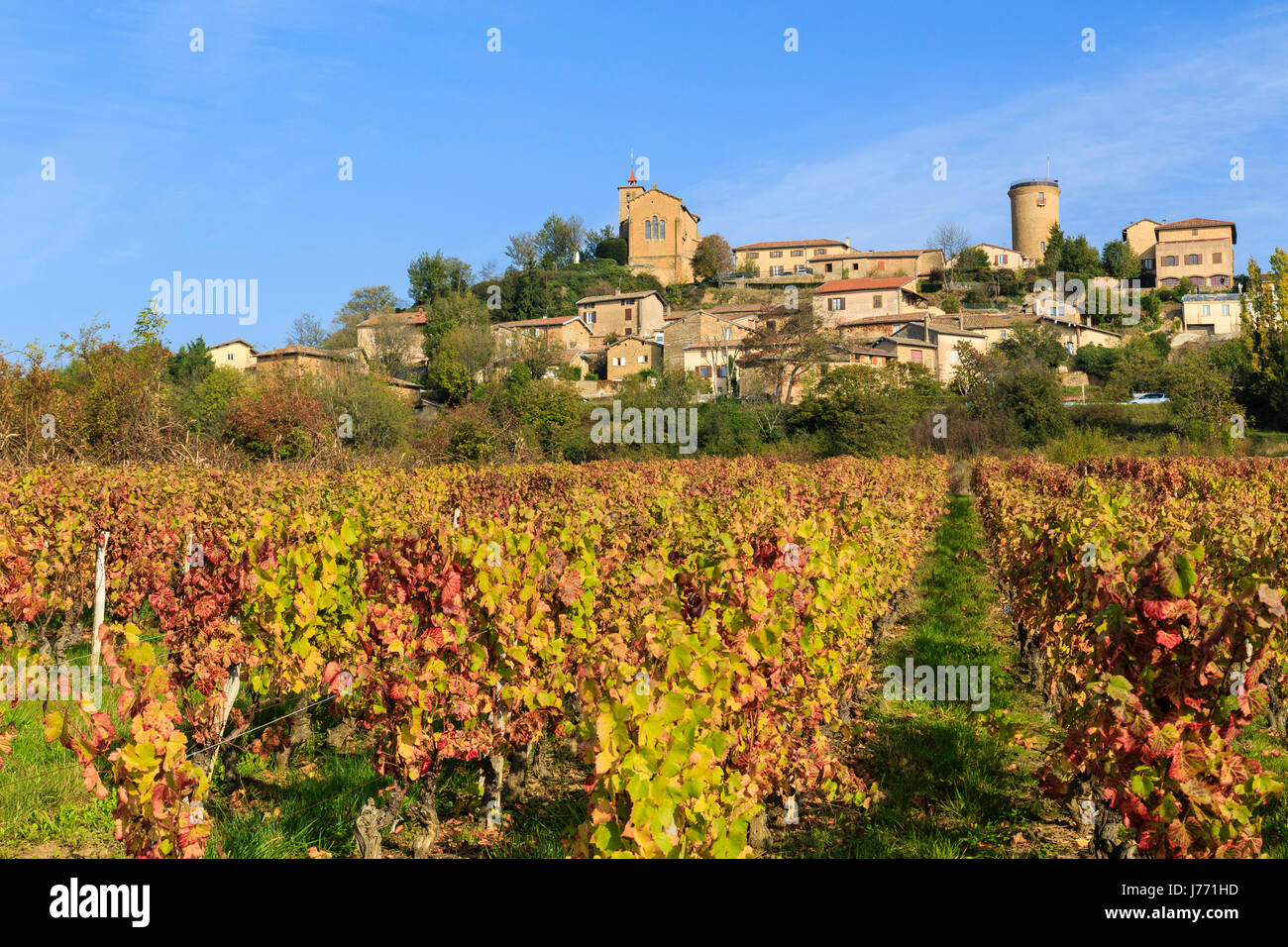 Frankreich, Rhone, Beaujolais Region, Oingt, beschriftet Les Plus Beaux Dörfer de France (das schönste Dorf Frankreichs) und die Weinberge fallen Stockfoto