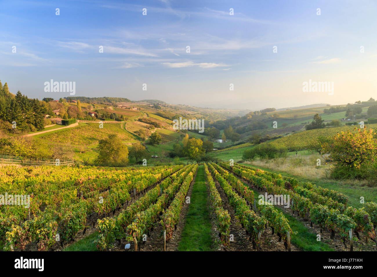 Frankreich, Rhone, Beaujolais Region, Oingt, beschriftet Les Plus Beaux Villages de France (das schönste Dorf Frankreichs) die Weinberge im Herbst Stockfoto