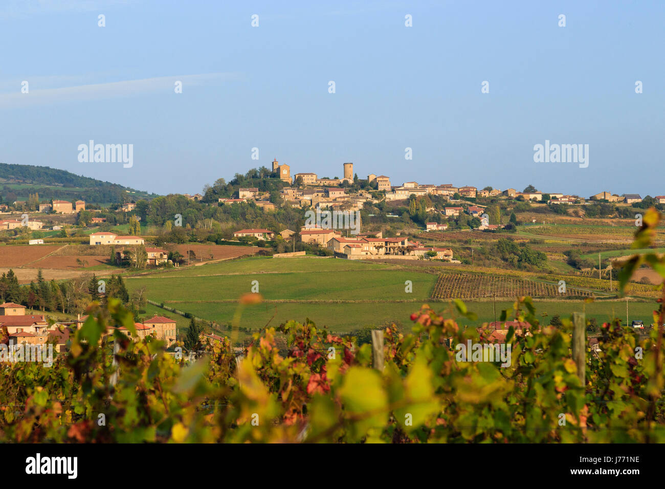 Frankreich, Rhone, Beaujolais Region, Oingt, beschriftet Les Plus Beaux Dörfer de France (das schönste Dorf Frankreichs) und die Weinberge fallen Stockfoto