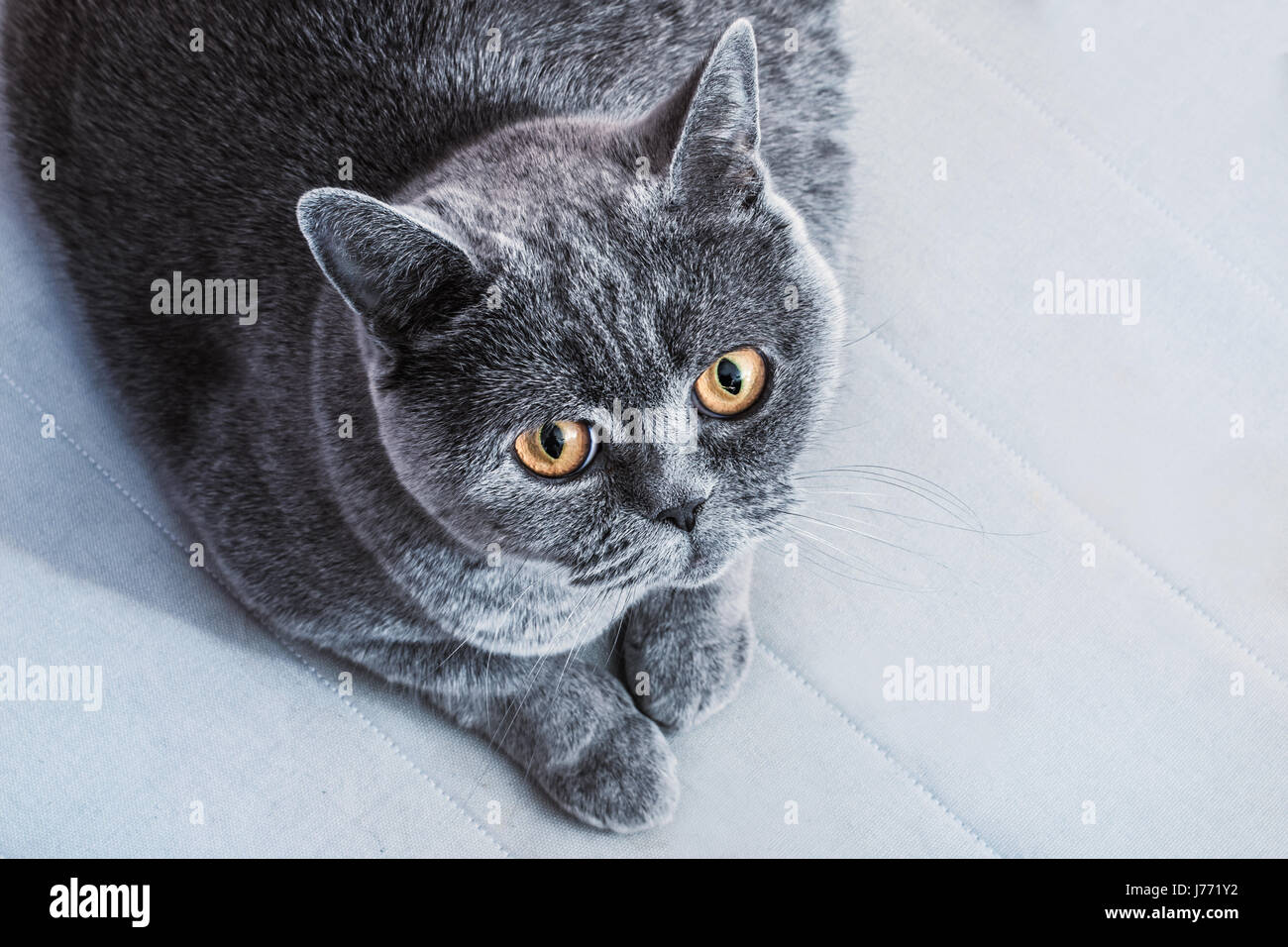 Graue britische Katze auf dem sofa Stockfoto