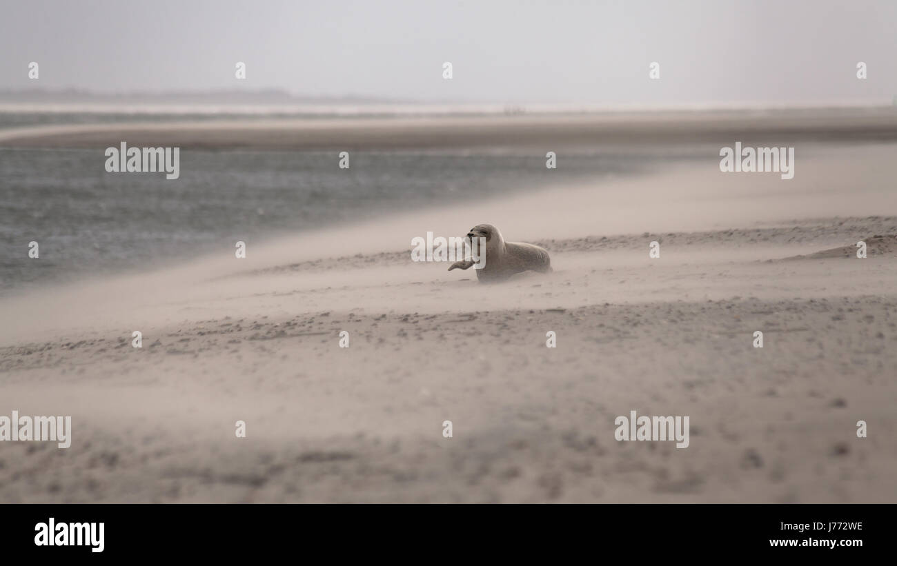 Ein Baby-Robbe am Strand, Dänemark Stockfoto