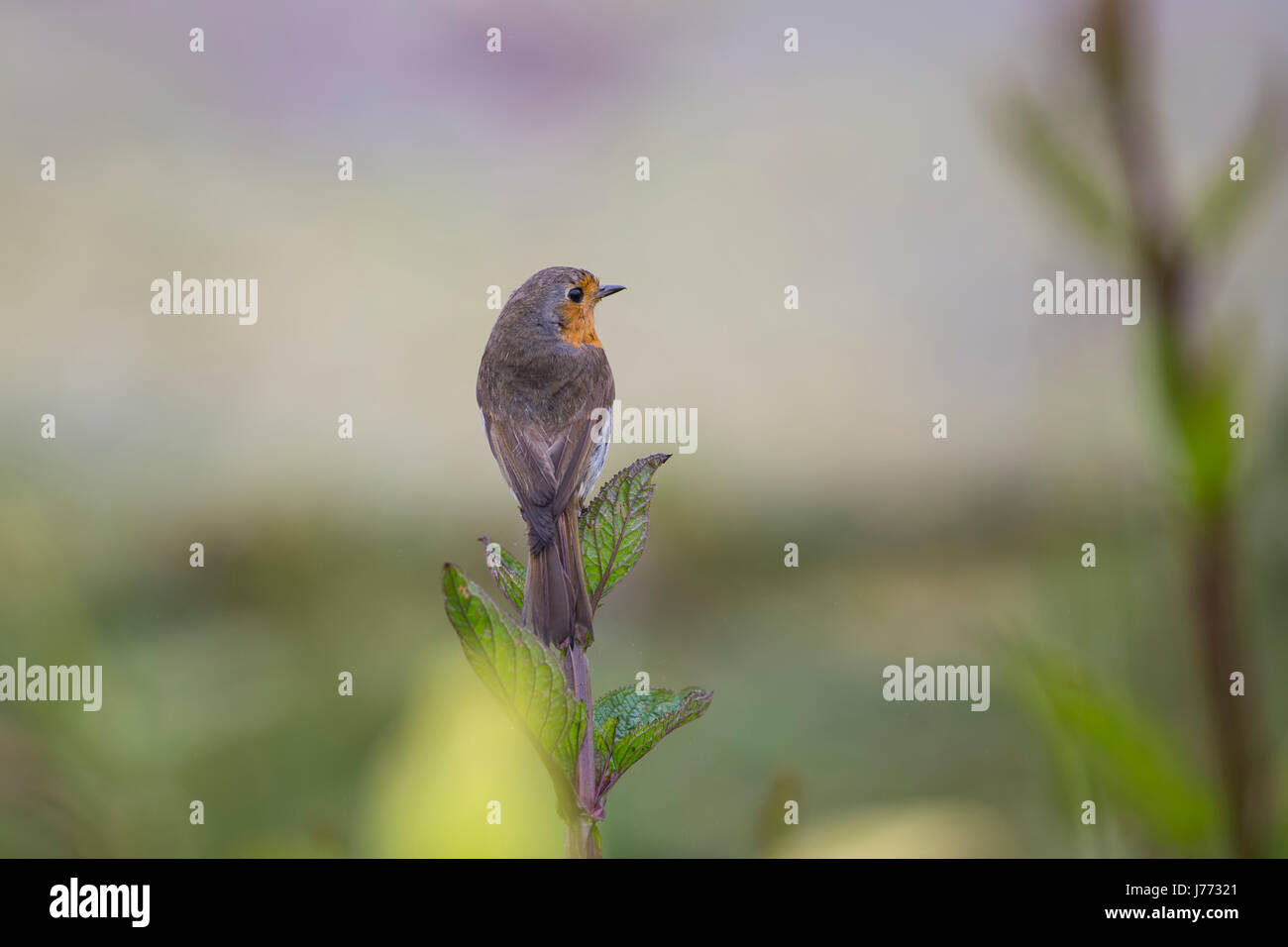 Robin Erithacus Rubecula am Blattstiel Stockfoto