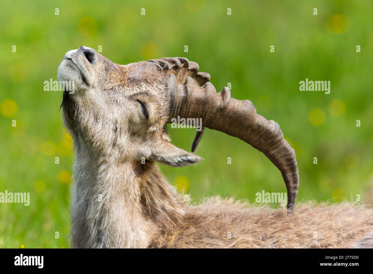 Seite Ansicht Porträt des natürlichen Steinbock Steinbock in Wiese kratzen sich Stockfoto