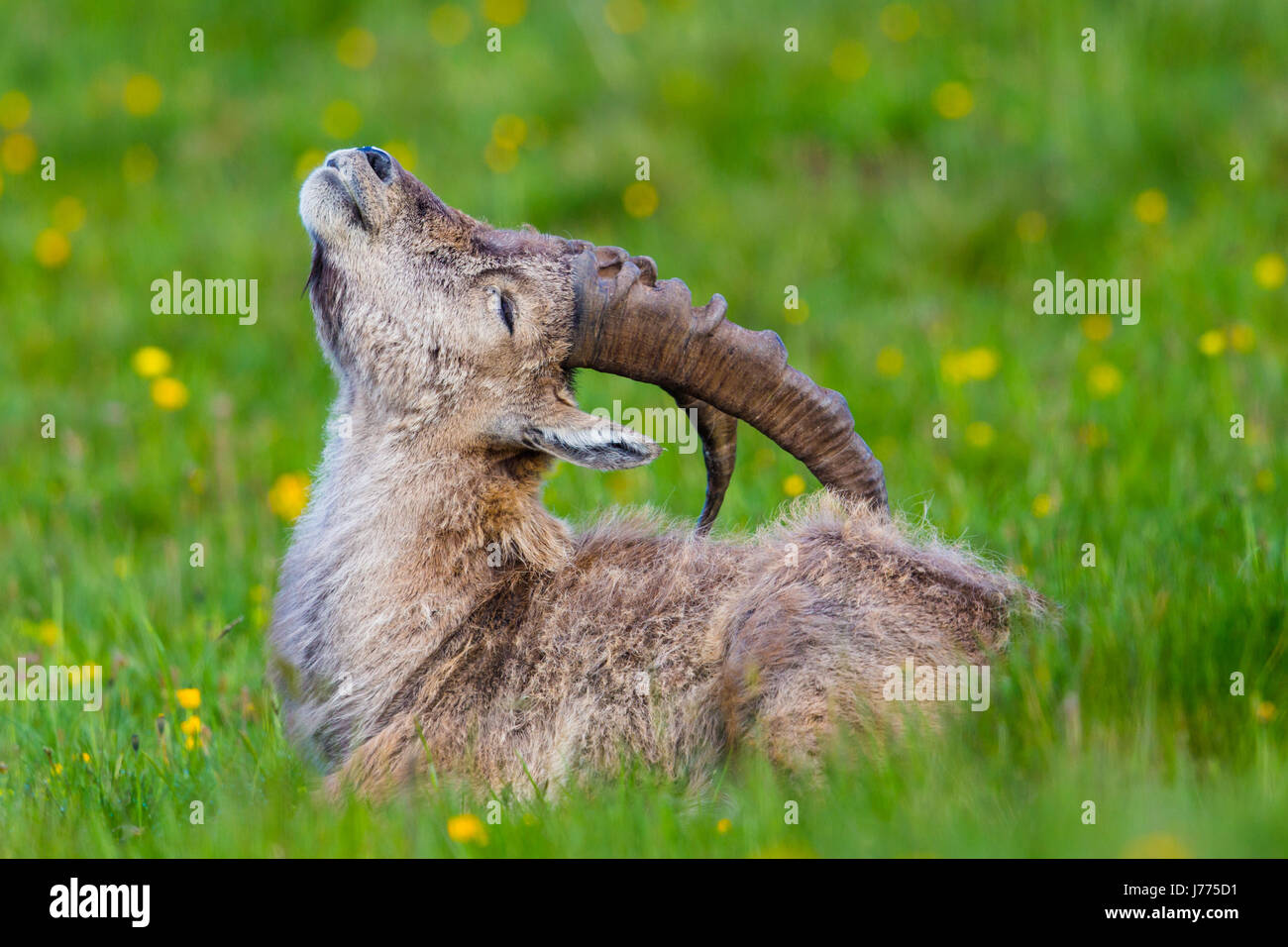 Seite Ansicht Porträt des natürlichen Steinbock Steinbock in Wiese kratzen sich Stockfoto