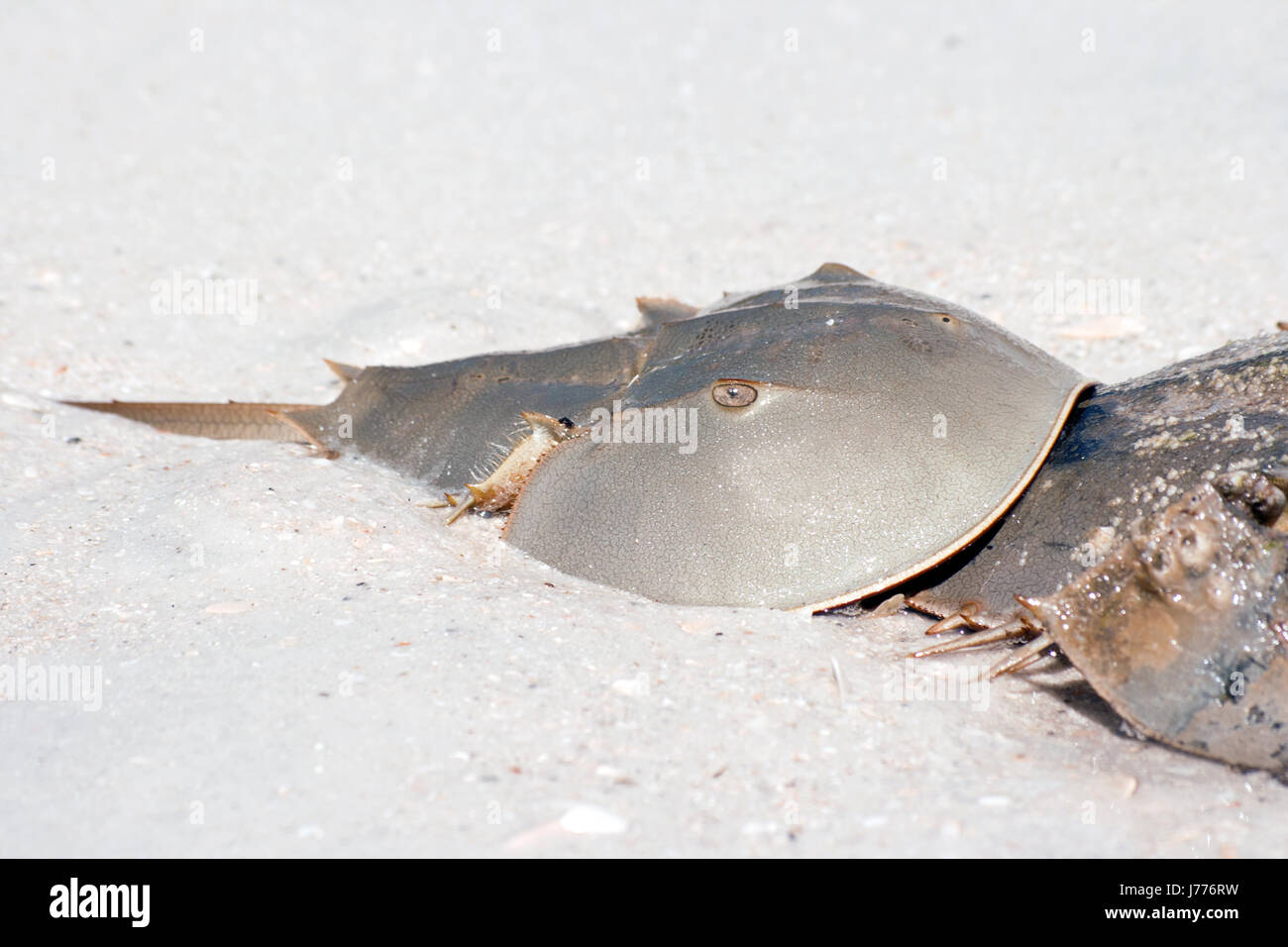 Welle Paarung Mate Wasser Leben existieren Existenz leben Leben lebende Tier Tiere Stockfoto